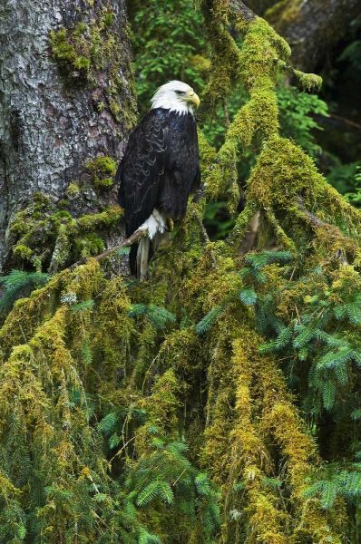 USA, Alaska Bald eagle in mossy tree